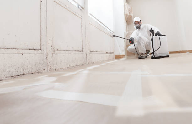24/7 Emergency Attic Mold Removal experts in Rolling Meadows, IL